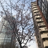 恋旅企画の近くの通りでは、桜並木がそろそろ彩はじめました♪