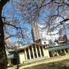 【桜便り】池袋・自由学園明日館