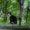 白黒外猫さん