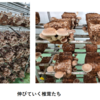 椎茸大豊作🍄