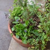 ハーブの寄せ植え鉢そして7月のラヴェンダークラフト