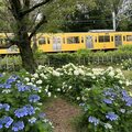 菖蒲まつりが終わっても楽しめる。