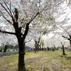 鶴舞公園に初めて桜を見に行きました。