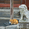 周南諸島のねこさん