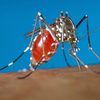 Đặc điểm nhận biết bệnh zika và cách phòng bệnh hữu hiệu