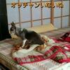 はなちゃんたら！