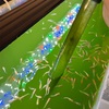 帰宅後即メダカ！メダカ沼にハマった会社員の水換え風景をどうぞ🪣