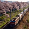 桜金太郎を船岡で情景撮影 その四