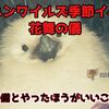 【モンハンワイルズ】世間の桜は散ったが、ワイルズの世界では今が満開だ！花舞の儀でできることとやっておきたいこと【花舞の儀】