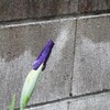 花菖蒲