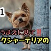 ＃11ヨークシャーテリアのデメリット