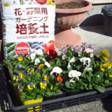 花苗の植え付け＆チャーのお届け日