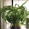 【観葉植物】おしゃれなカールが特徴の「オリヅルラン ボニー」！成長記録、育て方、増やし方など