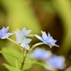 六甲高山植物園へアジサイを見に行く