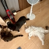 猫の夏の留守番、エアコンはつけっぱなし？猫5匹と暮らす我が家の室温管理と電気代