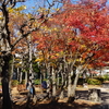 東京・御茶ノ水の本郷給水所公苑で紅葉とバラを観賞