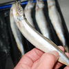 魚屋さんが伝授する、みんなのつまみ「ししゃも」ウマい焼き方＆食べ方のツボ【目安は8分】
