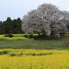 桜狩り_05