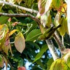 手賀沼公園のメジロ