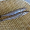 キス・太刀魚・コロダイなど / 河西鮮魚店