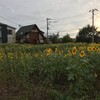 雨上がり ヒマワリに会いに