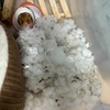おはぎはワタが大好き！