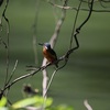 羽の細部まで観察できるM.ZUIKO100-400の魅力