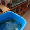 夏に向けて再び金魚部屋へ移動