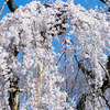 【国府台】真間山弘法寺の伏姫桜（枝垂れ桜）  March 2018