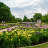 山崎公園の花菖蒲