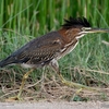 ベリーズ　道路側溝の鳥と魚