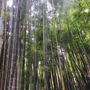 われはたけのこ