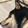 黒柴 🐶 つん