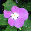 (416) Catharanthus roseus