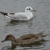 ユリカモメとオナガガモ