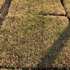 【18日経過】芝生を植えてみた