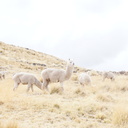 alpacastaff’s diary