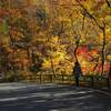 紅葉と黄葉の夏井川渓谷・・・（いわき市）