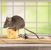 Rat Trapping - Factors to Consider Before you Work with Person for Rat Control