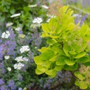 植物とわたしの暮らし