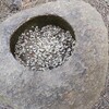 レタスを水耕栽培
