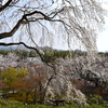 四季折々の植物が楽しめる嵐山天龍寺。春の枝垂れ桜は絵にもかけない美しさです。(Kyoto,Arashiyama,Tenryuji)