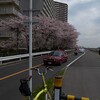 大田区桜ポタ