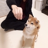 きれい好きな柴犬が寝床で