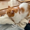 愛猫がふみふみに専念できるようにすかさずフォロー！