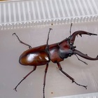 日本一美しいクワガタ！？トカラノコギリクワガタについて解説
