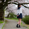 桜花爛漫  惜しむ春❣️ なるはちゃん その28 ─ リクエスト撮影 2024.4.11 松川周辺 ─