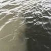 濁りと釣り