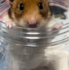 全然お風呂に入ってくれないハムちゃンズ🐹
