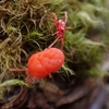 ナミケダニ？　志賀山登山中に見つけました😊